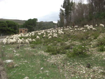 An attended flock of sheep.